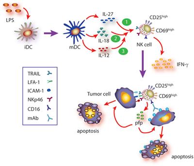 Regulation of NK Cell Activation and Effector Functions by the IL-12 Family of Cytokines: The Case of IL-27